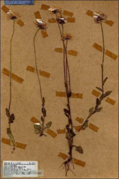 URN_catalog_HBHinton_herbarium_18540.jpg.jpg
