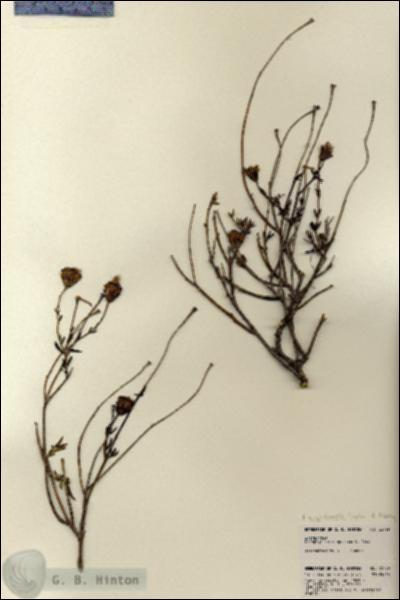URN_catalog_HBHinton_herbarium_22799.jpg.jpg