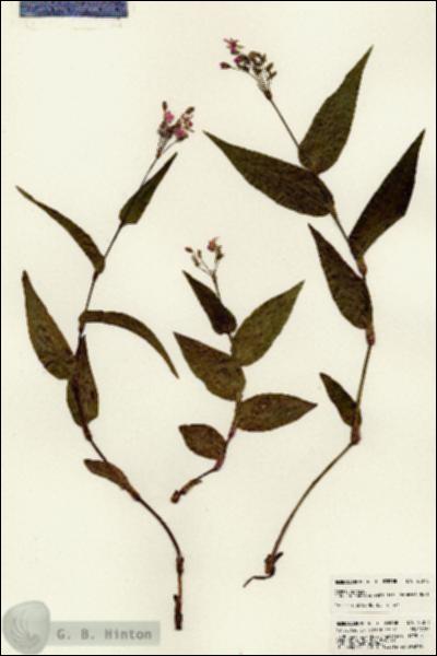 URN_catalog_HBHinton_herbarium_23076.jpg.jpg