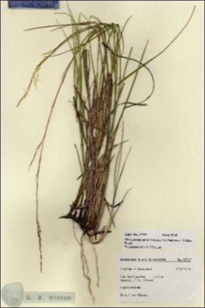 URN_catalog_HBHinton_herbarium_27725.jpg.jpg