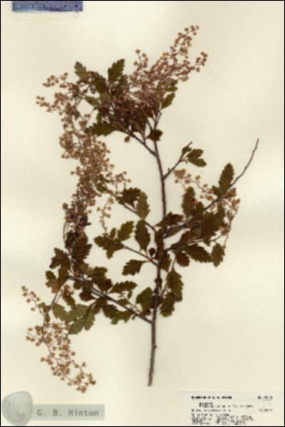 URN_catalog_HBHinton_herbarium_22228.jpg.jpg
