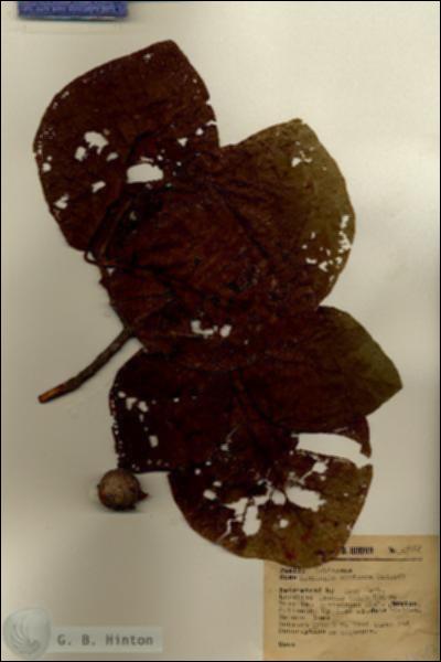 URN_catalog_HBHinton_herbarium_15987.jpg.jpg