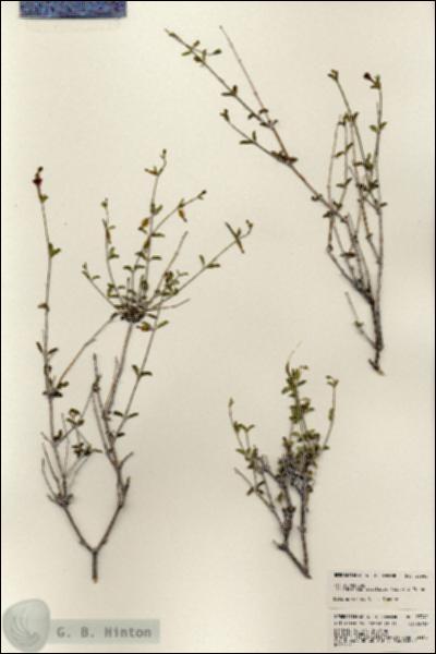 URN_catalog_HBHinton_herbarium_23345.jpg.jpg