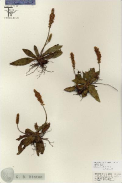 URN_catalog_HBHinton_herbarium_26840.jpg.jpg