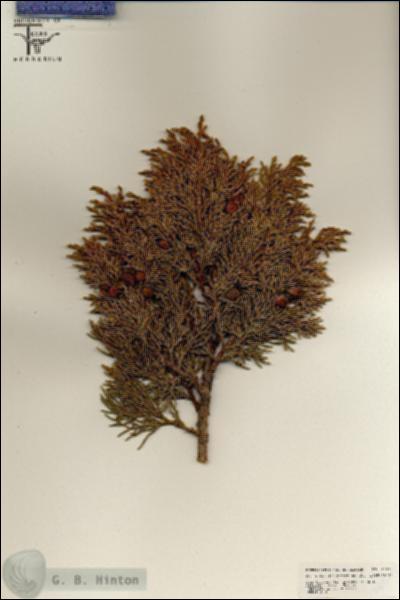 URN_catalog_HBHinton_herbarium_25529.jpg.jpg