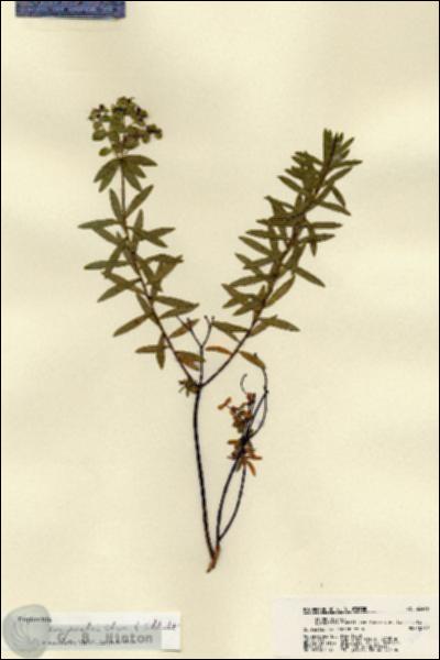 URN_catalog_HBHinton_herbarium_22496.jpg.jpg
