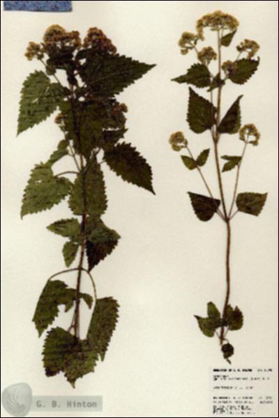 URN_catalog_HBHinton_herbarium_23790.jpg.jpg