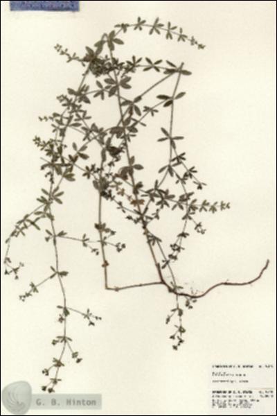 URN_catalog_HBHinton_herbarium_24128.jpg.jpg