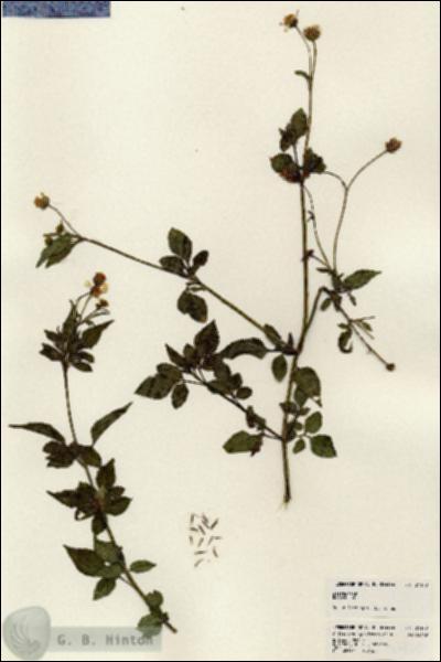 URN_catalog_HBHinton_herbarium_24170.jpg.jpg
