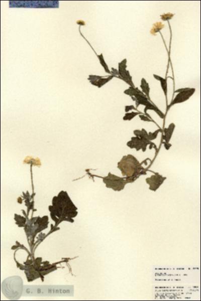URN_catalog_HBHinton_herbarium_22595.jpg.jpg