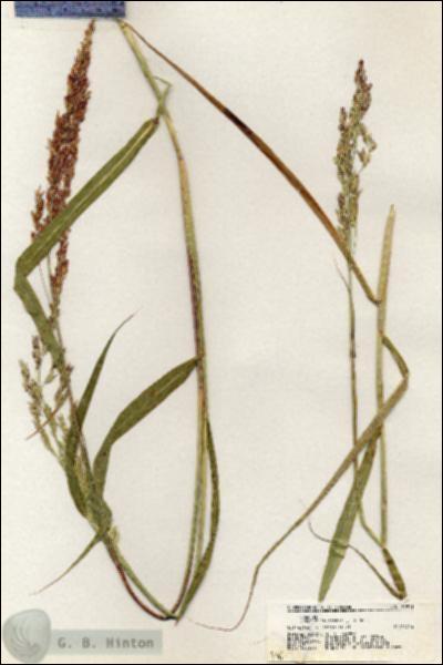 URN_catalog_HBHinton_herbarium_20911.jpg.jpg