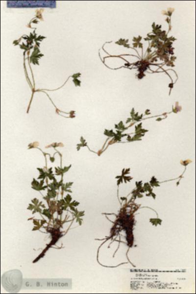 URN_catalog_HBHinton_herbarium_20993.jpg.jpg