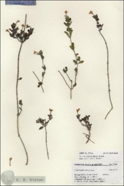 URN_catalog_HBHinton_herbarium_27366.jpg.jpg