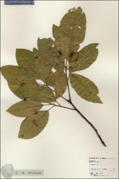 URN_catalog_HBHinton_herbarium_25258.jpg.jpg