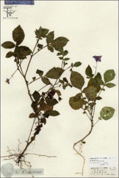 URN_catalog_HBHinton_herbarium_26662.jpg.jpg