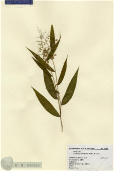 URN_catalog_HBHinton_herbarium_11381.jpg.jpg