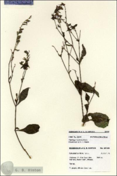 URN_catalog_HBHinton_herbarium_28199.jpg.jpg