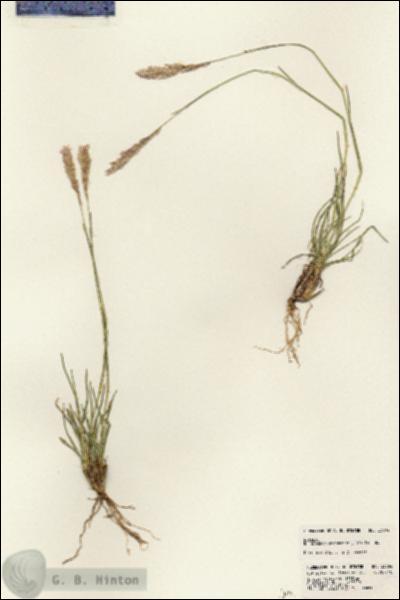 URN_catalog_HBHinton_herbarium_23004.jpg.jpg