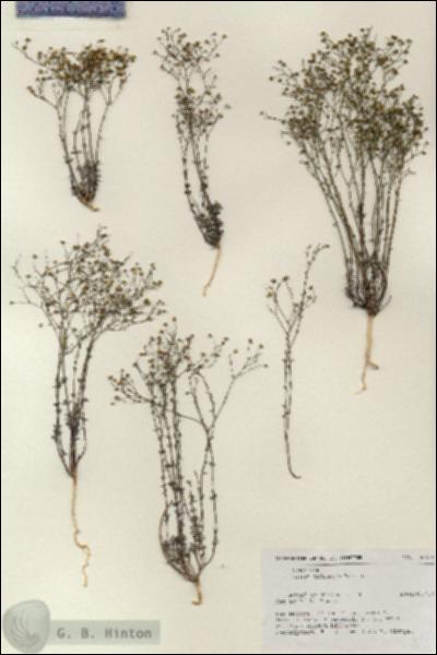 URN_catalog_HBHinton_herbarium_18759.jpg.jpg
