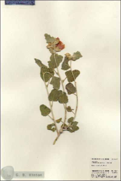 URN_catalog_HBHinton_herbarium_23351.jpg.jpg