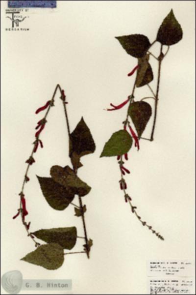 URN_catalog_HBHinton_herbarium_26048.jpg.jpg