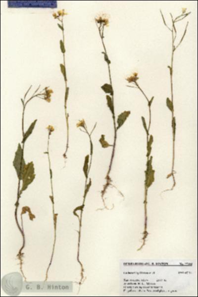 URN_catalog_HBHinton_herbarium_27394.jpg.jpg