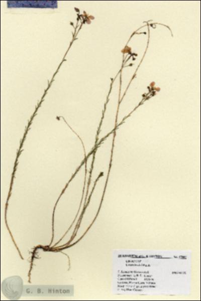 URN_catalog_HBHinton_herbarium_17007.jpg.jpg