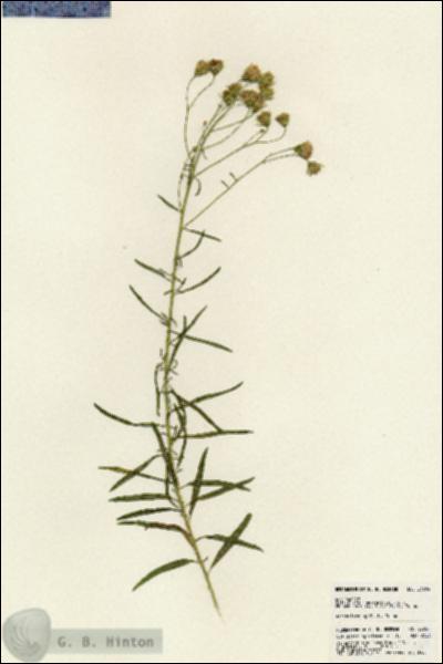 URN_catalog_HBHinton_herbarium_23684.jpg.jpg