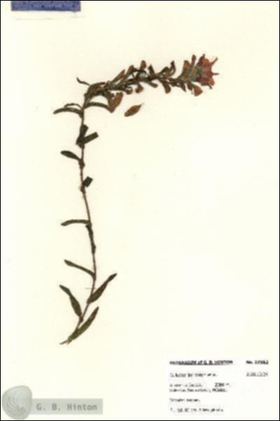 URN_catalog_HBHinton_herbarium_27963.jpg.jpg