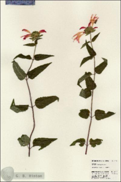 URN_catalog_HBHinton_herbarium_24110.jpg.jpg