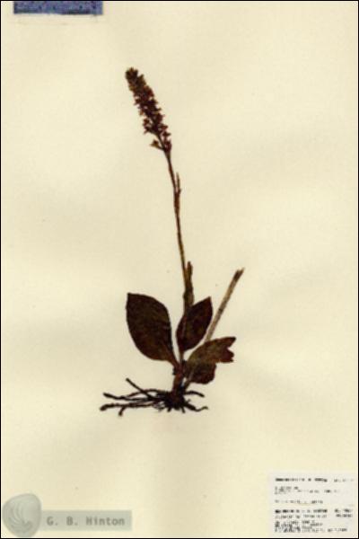 URN_catalog_HBHinton_herbarium_23507.jpg.jpg