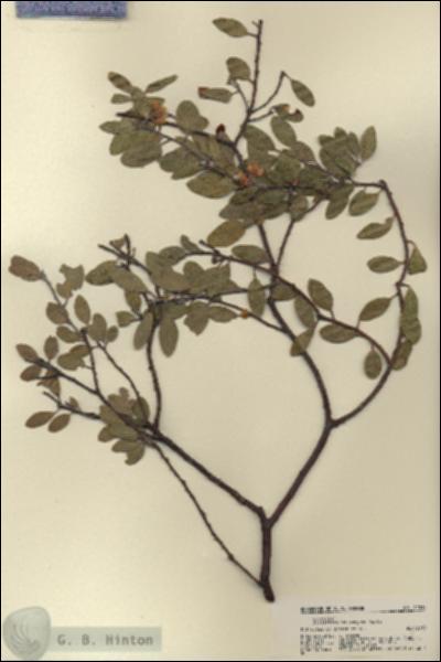 URN_catalog_HBHinton_herbarium_21834.jpg.jpg