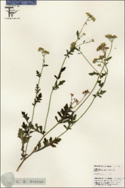 URN_catalog_HBHinton_herbarium_25622.jpg.jpg