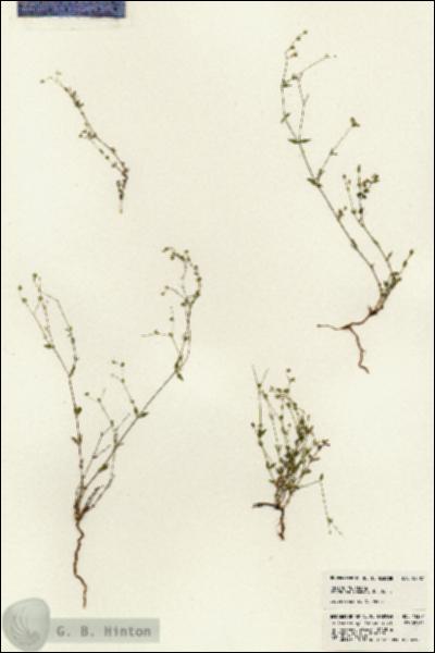 URN_catalog_HBHinton_herbarium_23387.jpg.jpg