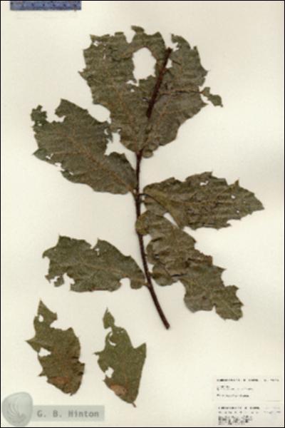 URN_catalog_HBHinton_herbarium_24818.jpg.jpg