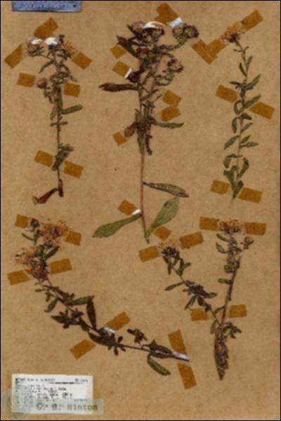 URN_catalog_HBHinton_herbarium_18619.jpg.jpg