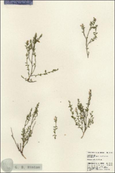 URN_catalog_HBHinton_herbarium_24250.jpg.jpg