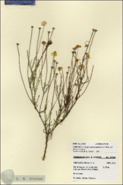 URN_catalog_HBHinton_herbarium_27943.jpg.jpg