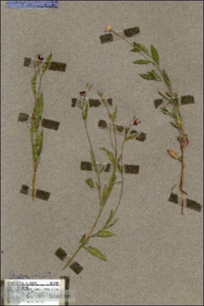 URN_catalog_HBHinton_herbarium_19549.jpg.jpg