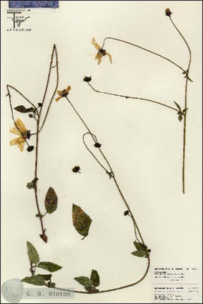URN_catalog_HBHinton_herbarium_26129.jpg.jpg
