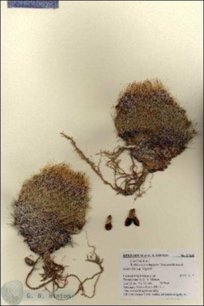 URN_catalog_HBHinton_herbarium_27828.jpg.jpg