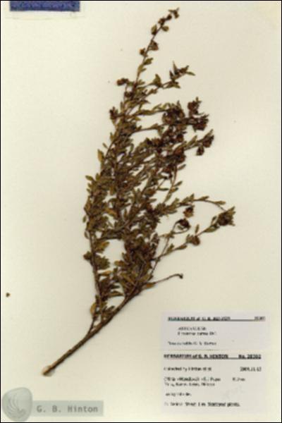 URN_catalog_HBHinton_herbarium_28302.jpg.jpg