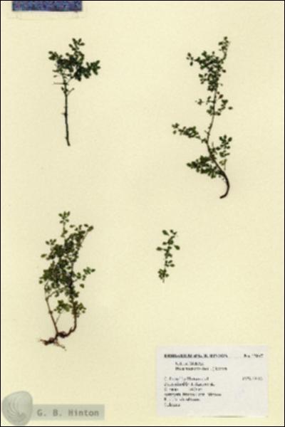 URN_catalog_HBHinton_herbarium_17647.jpg.jpg