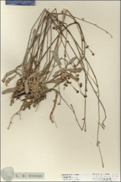 URN_catalog_HBHinton_herbarium_27075.jpg.jpg