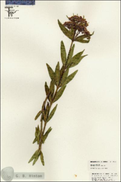 URN_catalog_HBHinton_herbarium_25411.jpg.jpg