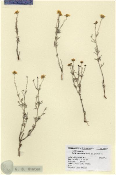 URN_catalog_HBHinton_herbarium_18605.jpg.jpg