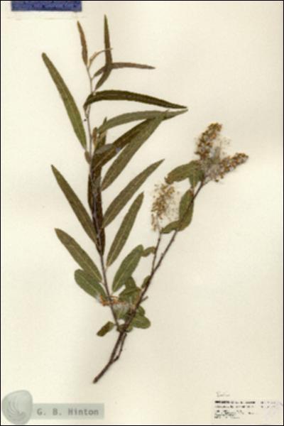 URN_catalog_HBHinton_herbarium_25249.jpg.jpg