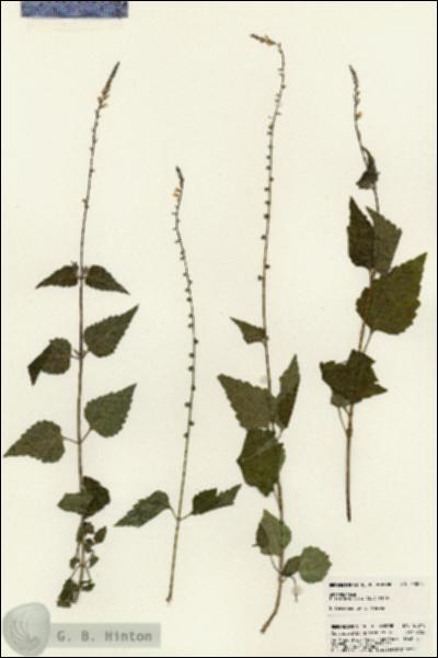 URN_catalog_HBHinton_herbarium_23070.jpg.jpg
