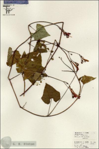 URN_catalog_HBHinton_herbarium_26458.jpg.jpg