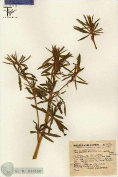 URN_catalog_HBHinton_herbarium_11932.jpg.jpg
